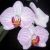 Phalaenopsis