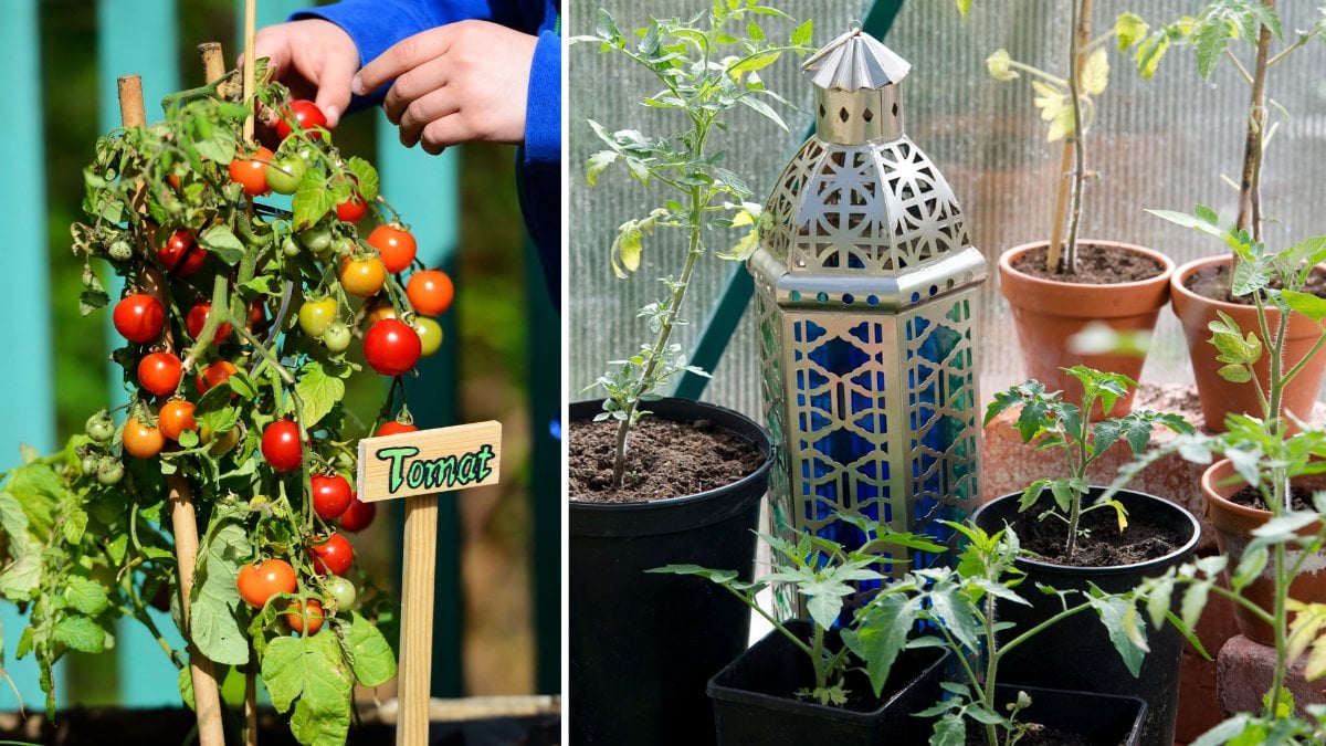 Bästa gödslet för dina tomatplantor