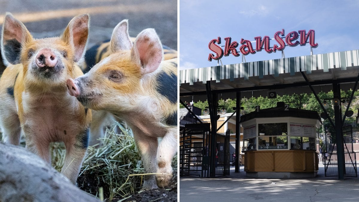 skansen-gratis