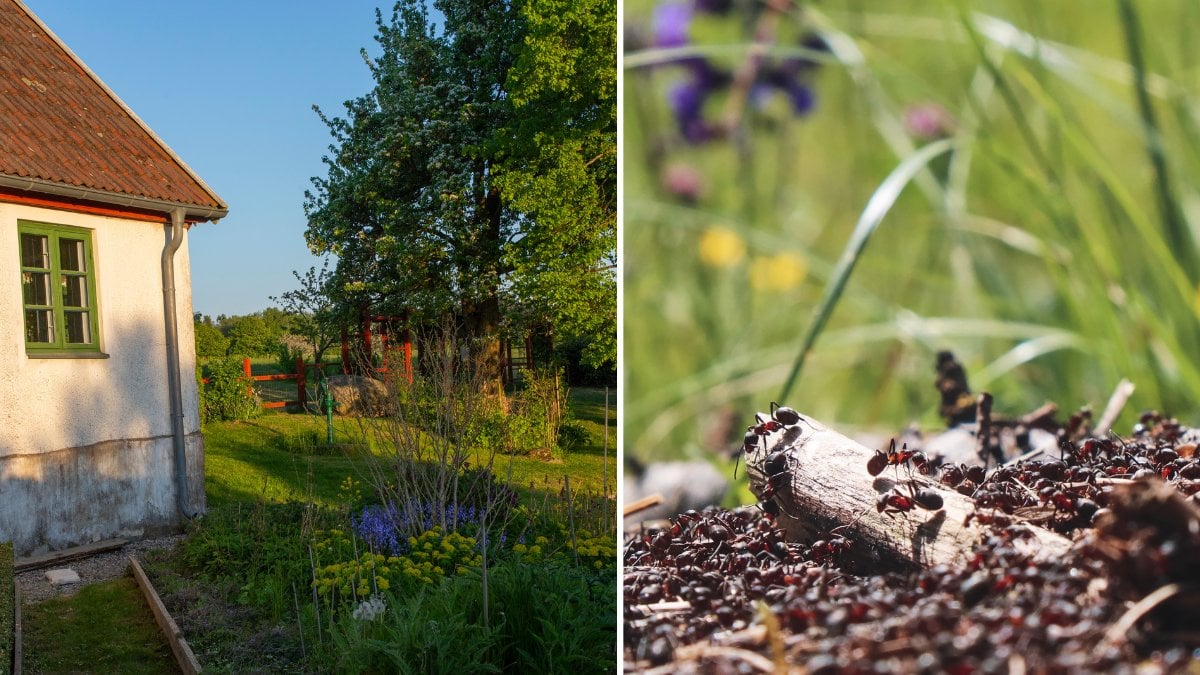 Så får du bort myror från trädgården