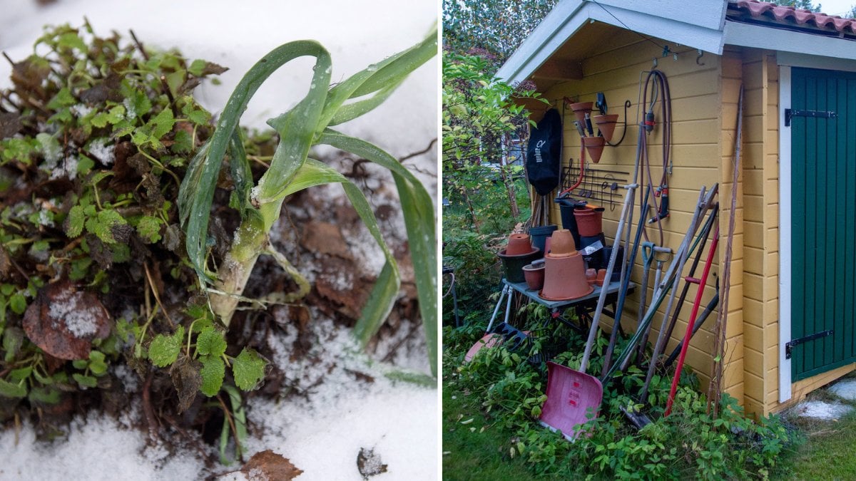 Gör detta i trädgården – innan vintern