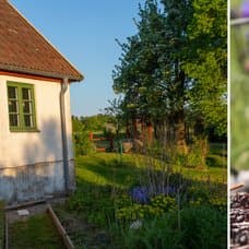 Så får du bort myror från trädgården