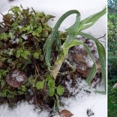 Gör detta i trädgården – innan vintern