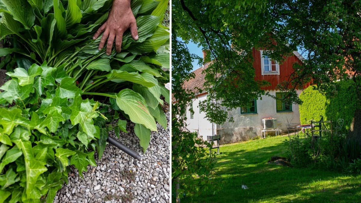 Bekämpa skadedjuren med enkelt trick 