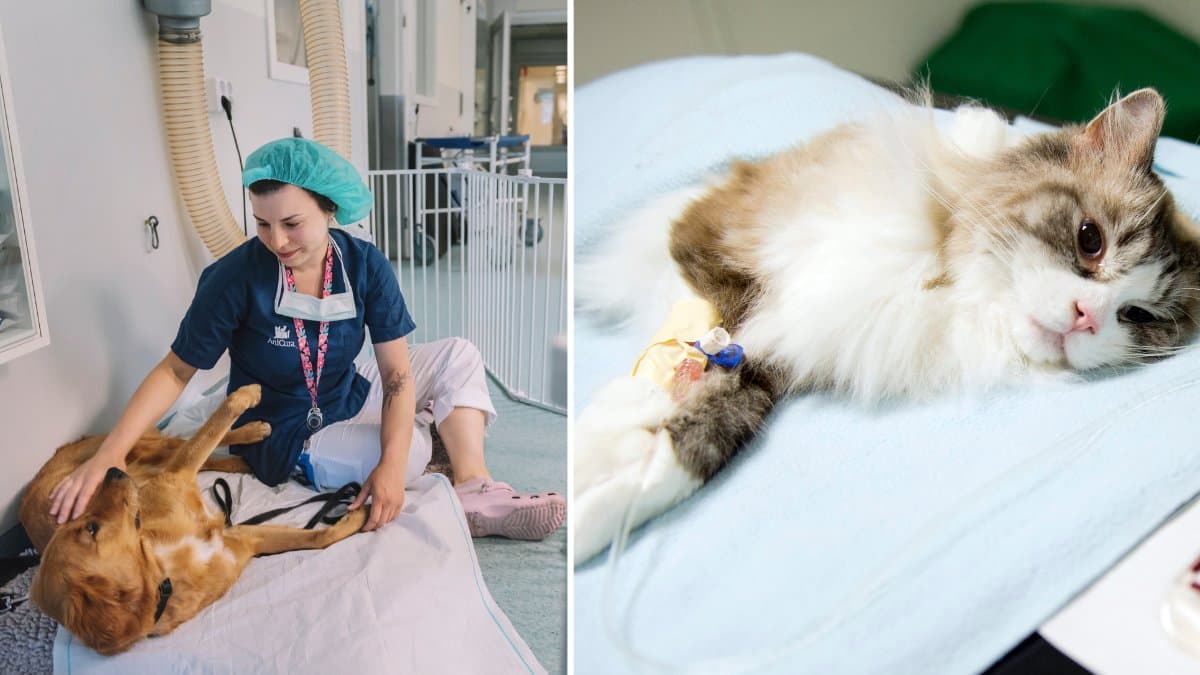 Så mycket har veterinärkostnaderna blivit 