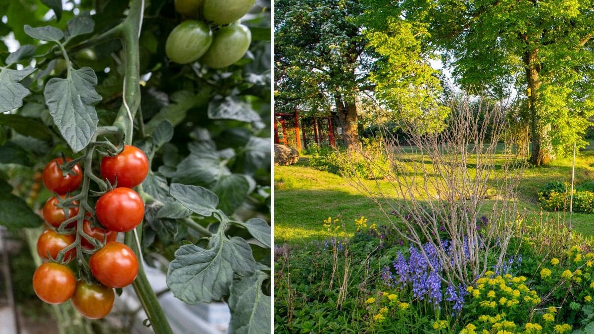 Det här måste du göra i trädgården i augusti