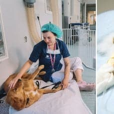 Så mycket har veterinärkostnaderna blivit 