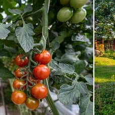 Det här måste du göra i trädgården i augusti